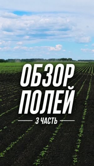 Обзор наших полей. Часть 3 #AUM #YogaFerma #сельскоехозяйство #подсолнечник #поле #фермер