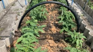 Убираю пасынки, допалываю помидоры.