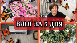 10-06-2026 Влог за 3 дня😉Пионы в цвету😍Взяла направления👍 Сплит система на месте❤️Ваши комменты🙂