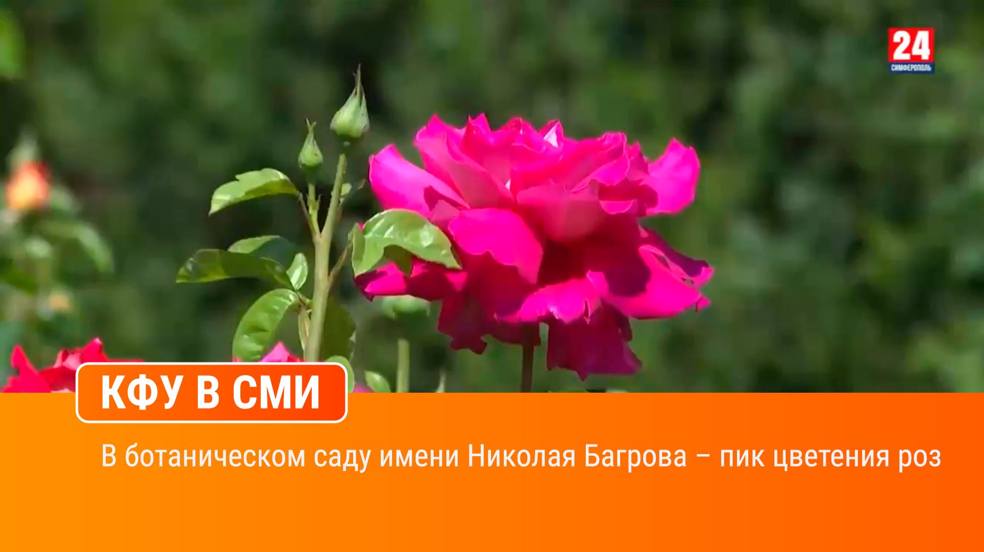 В ботаническом саду имени Николая Багрова – пик цветения роз