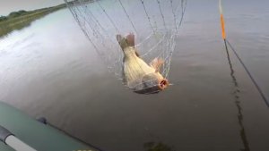 Поплавок кладет и уводит на дно...Мощные караси и карпы! Рыбалка на удочку.