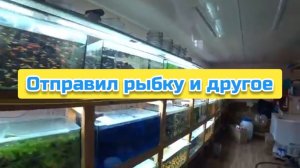Отправил рыбку и другое
