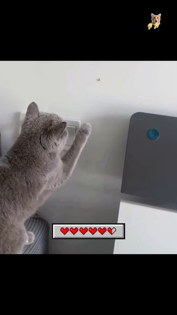 Кошка на трубе!😻Веселые котики. Коты хулиганы! Невероятные трюки! #кот #хулиган #трюк #смех #short