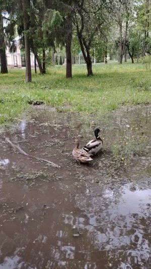 Утки возле Храма ©20260522