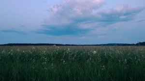 Мой новый фильм « Вечер в поле, после заката» ( 10 июня)