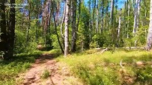 ♬радио •Бриз FM• - •ASMR Пение Птиц•