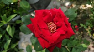 29-31 мая 2026.Вот и весна пролетела , как один день...