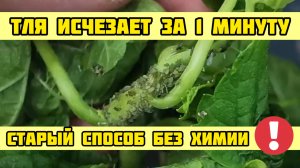 ТЛЯ ИСЧЕЗАЕТ ЗА 1 МИНУТУ ПОСЛЕ ЭТОГО! Старый способ без химии! Работают 100%