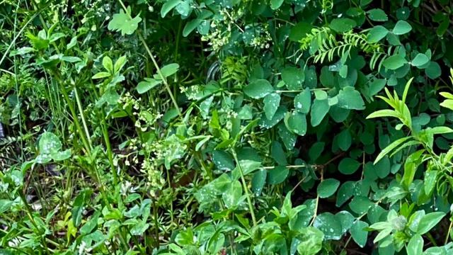 Музыка 🎧 🎶 дождя ☔🌱🌳🌾☔️🌿🌾🌱