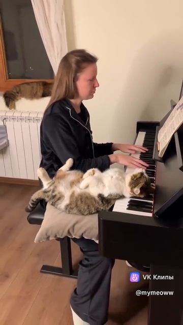 Кошачья нирвана