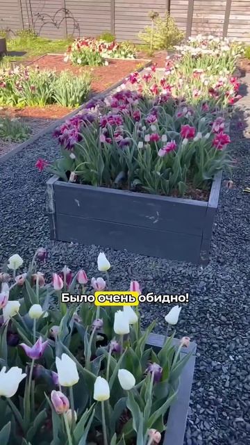 5000 тюльпанов замёрзли.