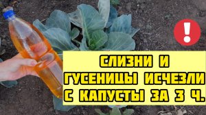0,5 л под КАПУСТУ слизни и гусеницы ИСЧЕЗНУТ!