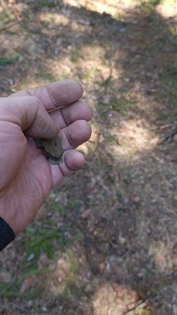 На лесных дорогах как всегда #shorts #metaldetecting #леснойкоп #леснойпоиск #находки