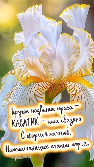Доброе утро смотреть онлайн