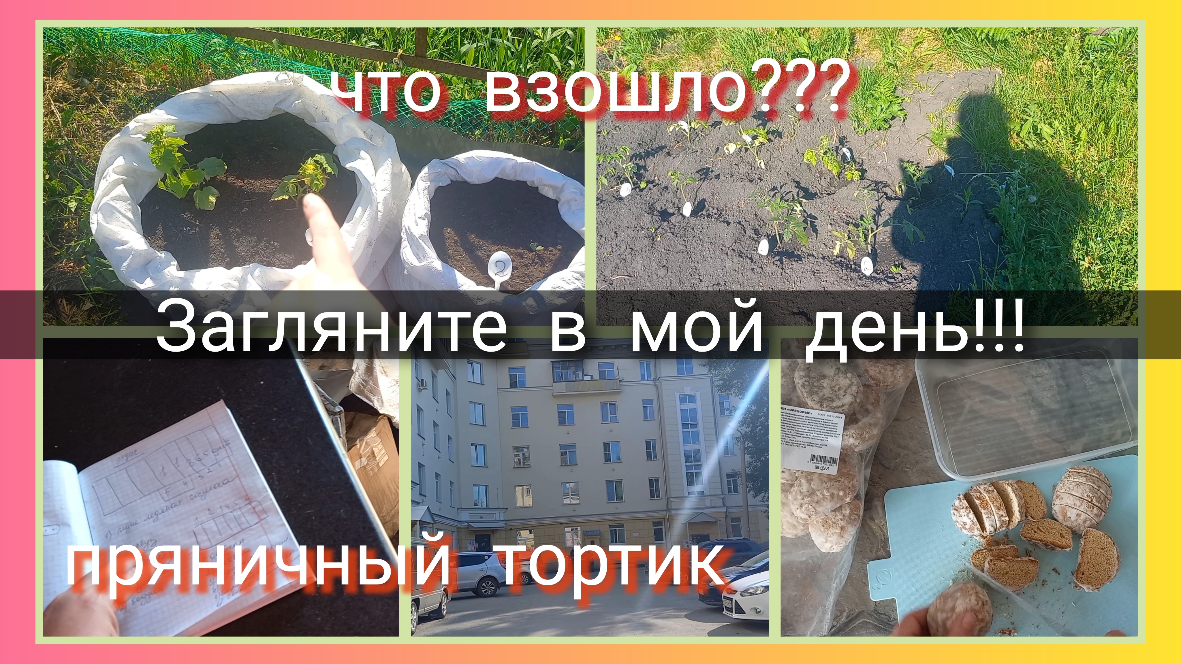 Загляните в мой день//что взошло?//пряничный тортик смотреть онлайн