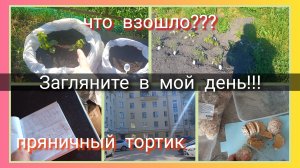 Загляните в мой день//что взошло?//пряничный тортик