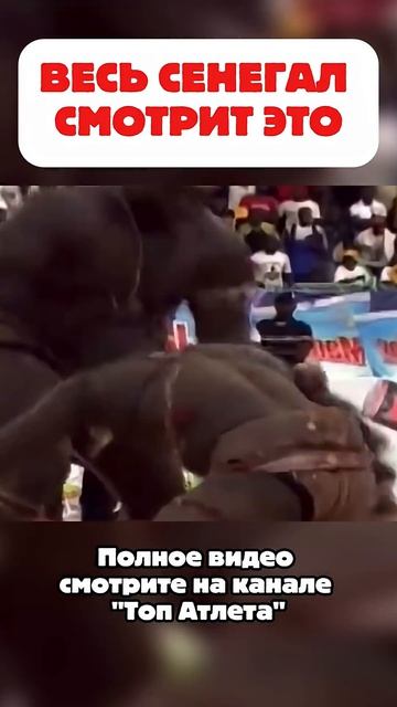 Бои века в Сенегальской борьбе Лаамб #shorts #wrestling #борьба #борцы #спорт смотреть онлайн