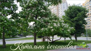 Июнь в Энгельсе на Волге.