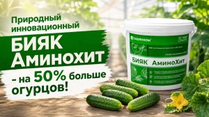 Урожай в 2 раза больше. Как? Используйте Аминохит