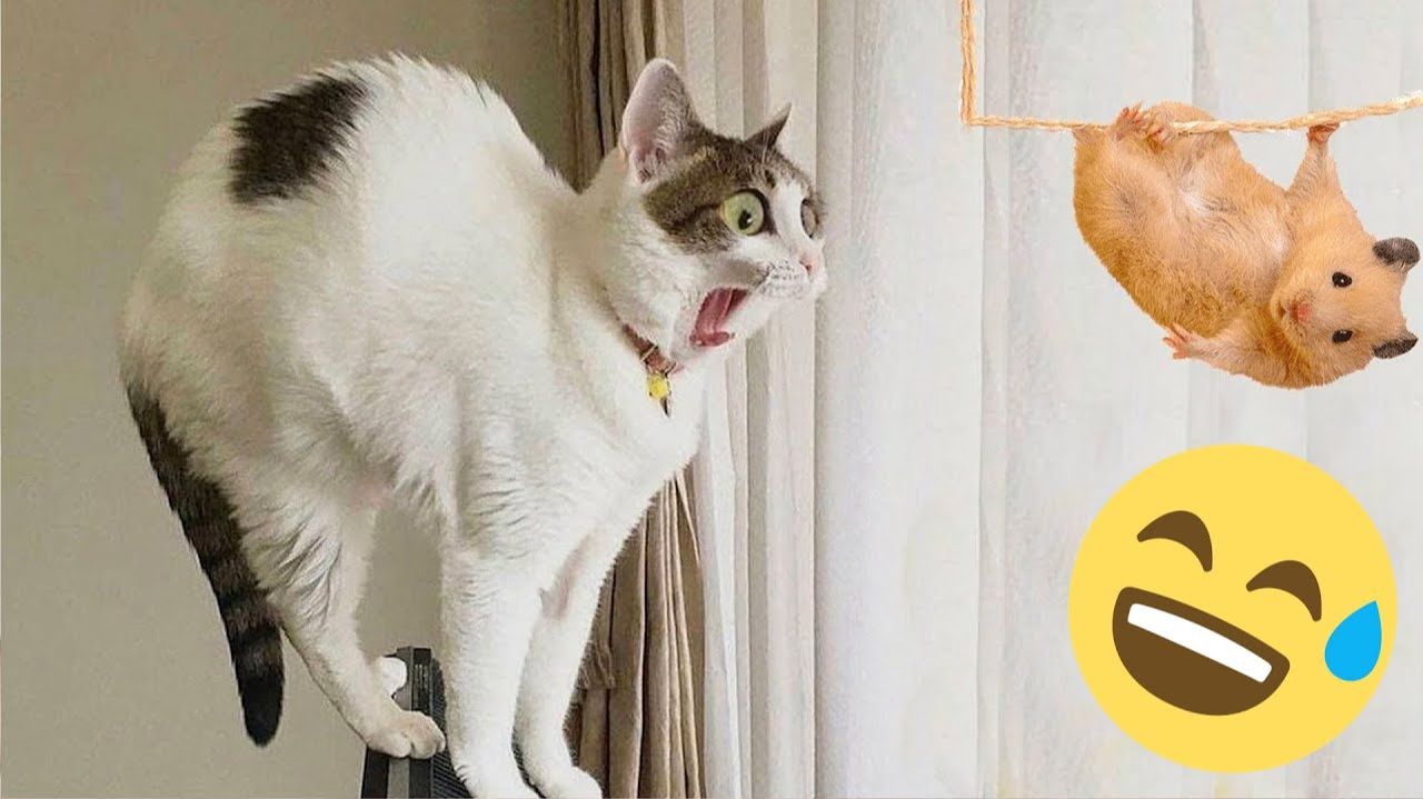 СМЕШНЫЕ КОТЫ | ЛУЧШИЕ ПРИКОЛЫ С КОТАМИ, СОБАКАМИ, КОШКИ, СОБАКИ, ЖИВОТНЫЕ, СМЕШНОЕ ВИДЕО смотреть онлайн