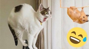 СМЕШНЫЕ КОТЫ | ЛУЧШИЕ ПРИКОЛЫ С КОТАМИ, СОБАКАМИ, КОШКИ, СОБАКИ, ЖИВОТНЫЕ, СМЕШНОЕ ВИДЕО