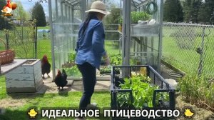 Идеальное птицеводство достойно восхищения 🐓🦆🦢🦚🦃🐔 эпизод (503)