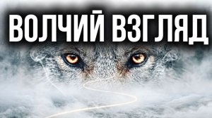 ВОЛЧИЙ ВЗГЛЯД