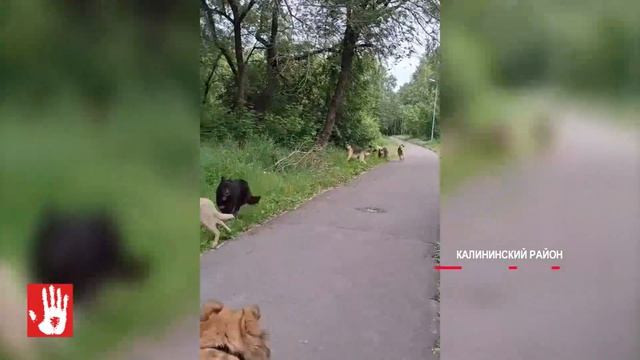 В Калининском районе стая безнадзорных собак напала на домашнего пса смотреть онлайн
