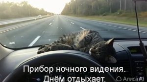 32640e9645711f1989fa2099d732529.mp4