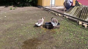 Ежедневные хлопоты по подворью 🏠🌞 Гуси 🪿 утки 🦆 волкодав Ева 🐈 хозяюшка Лапа