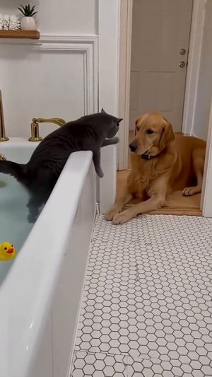 Puras risas con los perritos 😂😂 #perros #gracioso #gatos #pets #funny #family #love #fyp