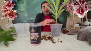Орхидея кловесетум, что нужно для посадки?