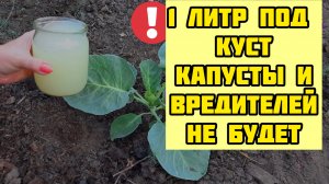 15 капель под КАПУСТУ и вредители исчезли! Боремся с слизнями, гусеницами и подкармливаем качан