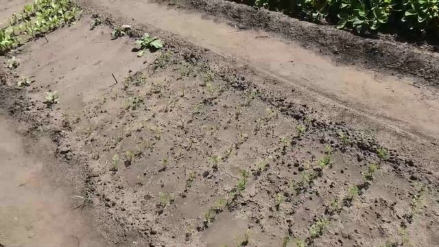 Прореживание моркови и других корнеплодов