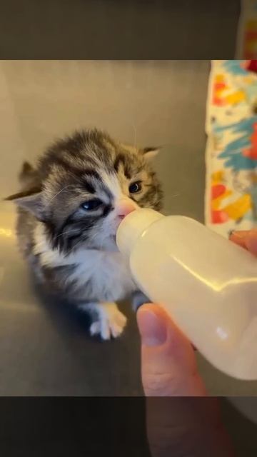 котик пьет молочко смотреть онлайн
