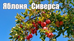 Яблоня Сиверса - как посадить семена