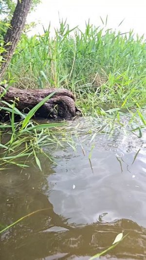 В камышах