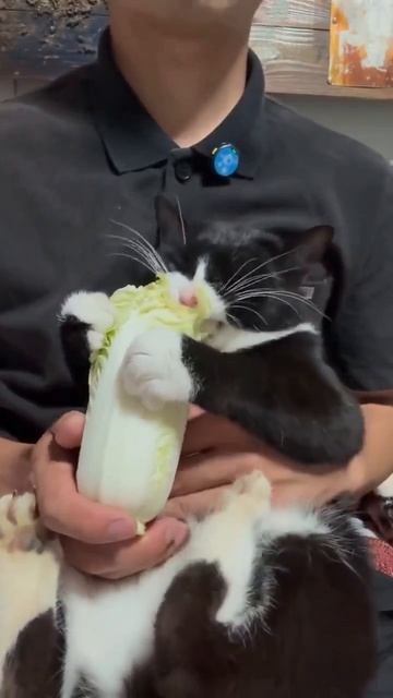 котик ест капустку😊🐱🥬 смотреть онлайн
