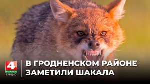 В Гродненском районе заметили шакала