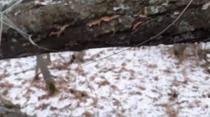 фильм ужасов про зайца часть 12