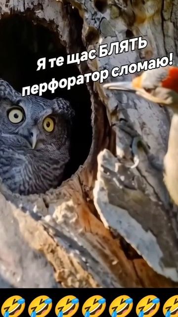 Дятел смотреть онлайн