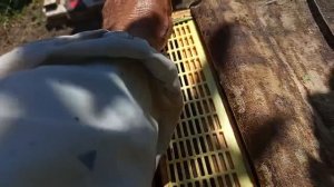 Новое в моей борьбе с клещом.