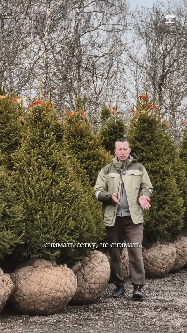 Снимать сетку с кома дерева или не снимать?
