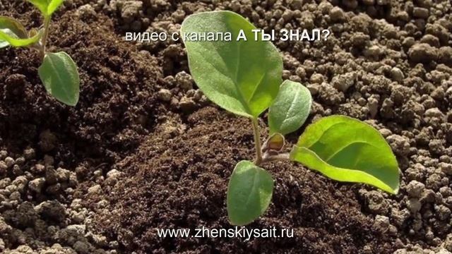 Какие овощи можно сеять в январе.