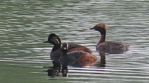 Черношейные (Podiceps nigricollis) и красношейная (Podiceps auritus) поганки