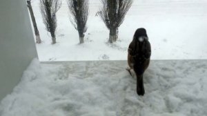 Воробышек