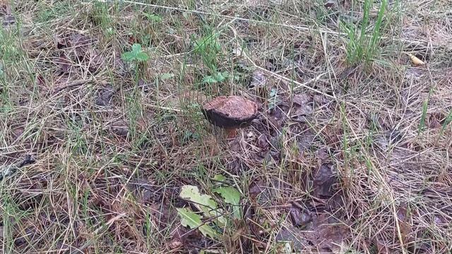 Внимание! Появились первые Подберезовики в Смоленске. Гнездово. смотреть онлайн