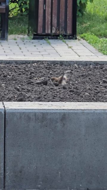 воробьи смотреть онлайн