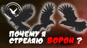 Почему я стреляю ворон?