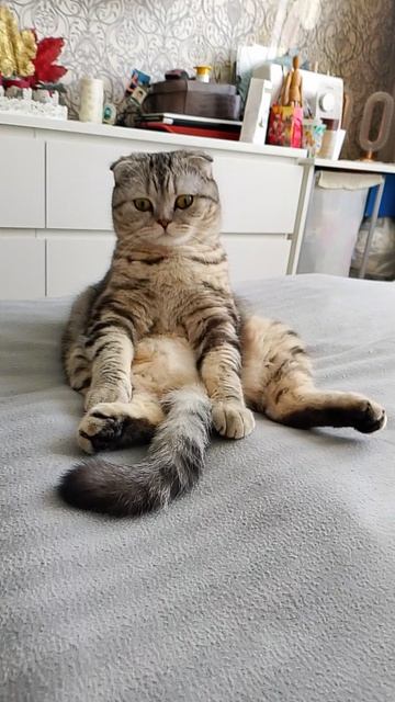 Биатрисина зависла 😻 ч2